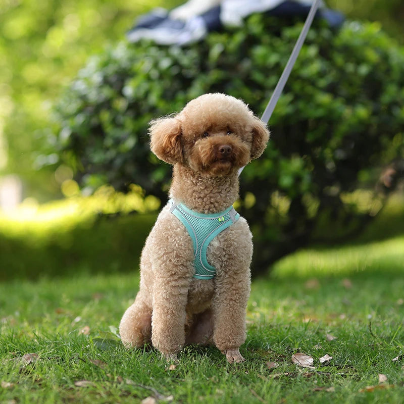 Dog Harness Leash Set for Small Dogs Adjustable Puppy Cat Harness Vest
