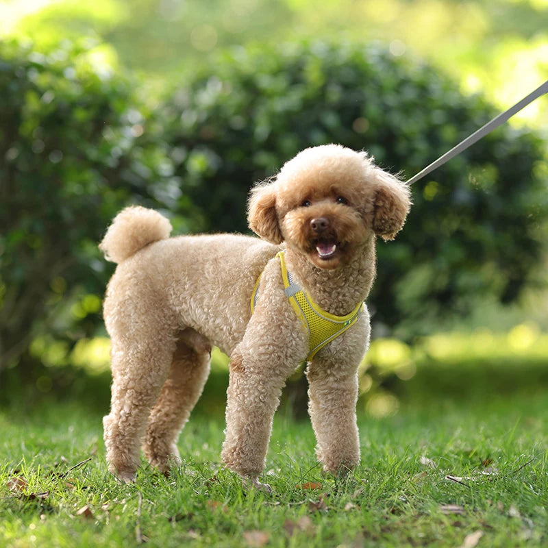 Dog Harness Leash Set for Small Dogs Adjustable Puppy Cat Harness Vest