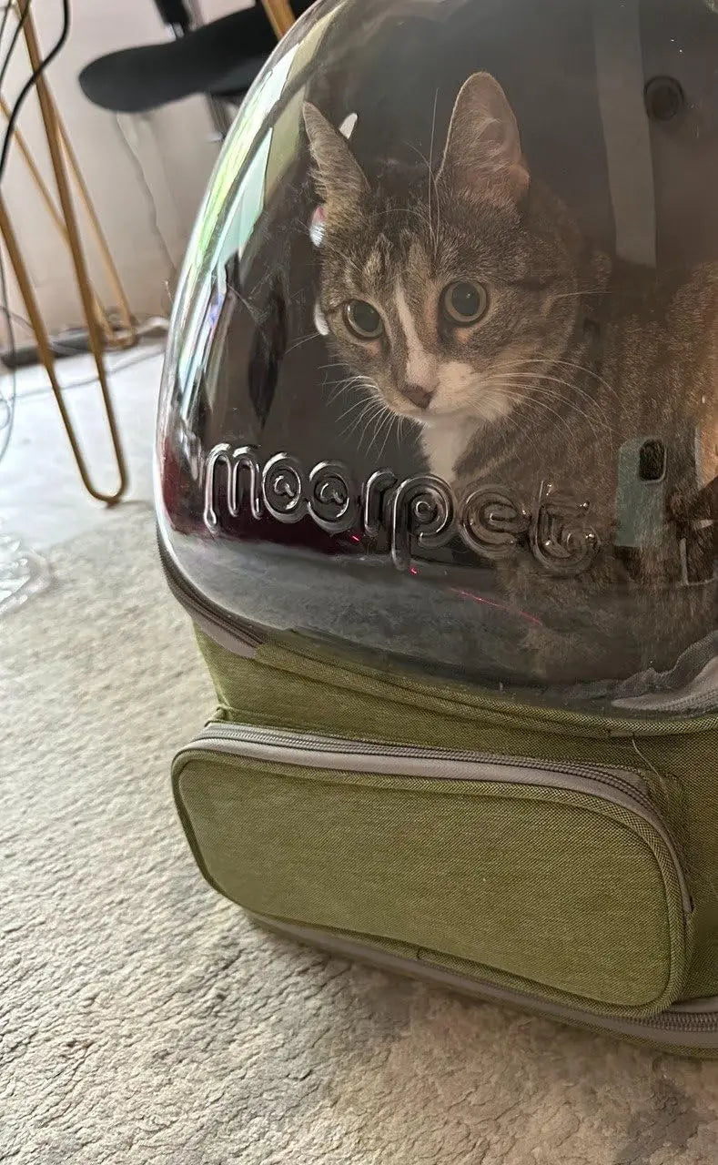 Transparent Folding Pet Carrier Backpack Travel Tote Cat Carrier Bag Outdoor